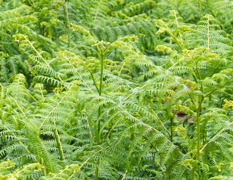 Kde se ztratila Hanka?