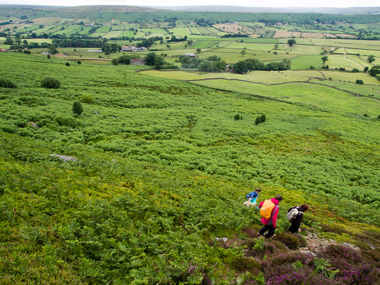 Scházíme dolů z vřesoviště - teď ještě se probít kapradím
