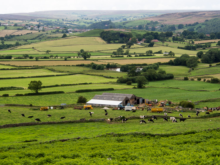 Pohled z vřesoviště