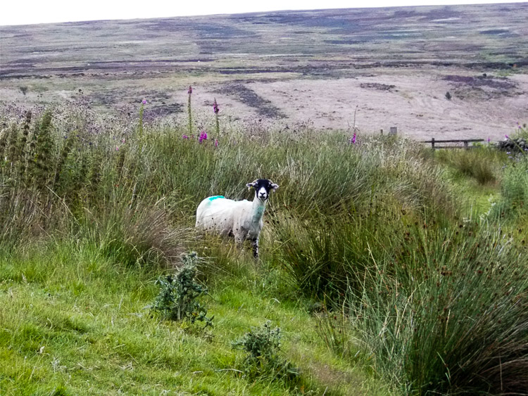 Přítulné ovečky u jedné farmy