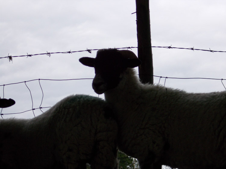 Přítulné ovečky u jedné farmy