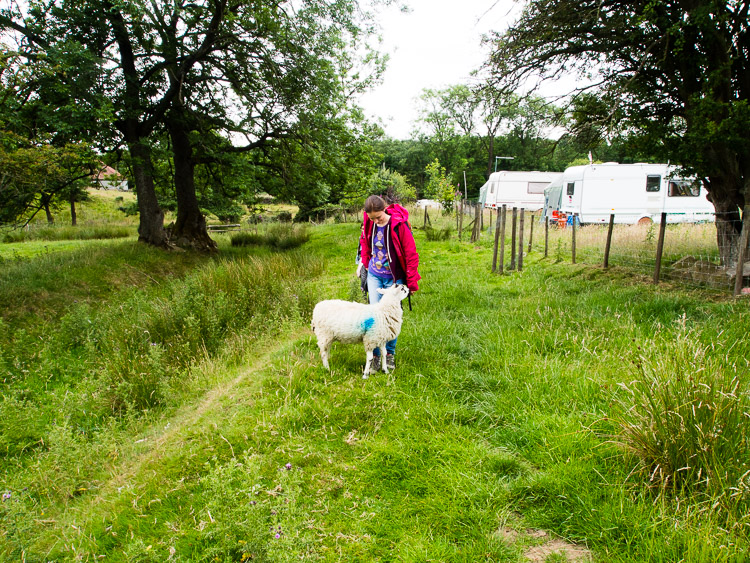 Přítulné ovečky u jedné farmy