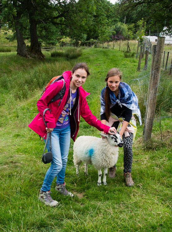 Přítulné ovečky u jedné farmy