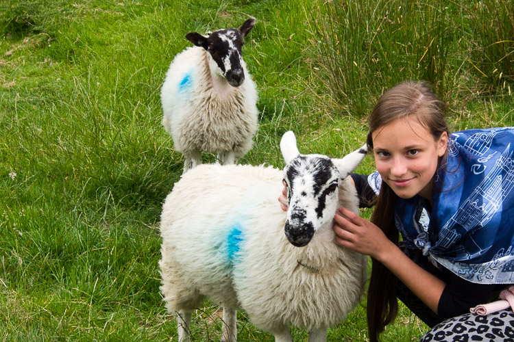 Přítulné ovečky u jedné farmy
