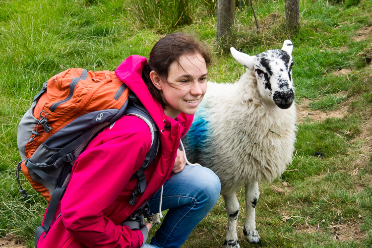Přítulné ovečky u jedné farmy