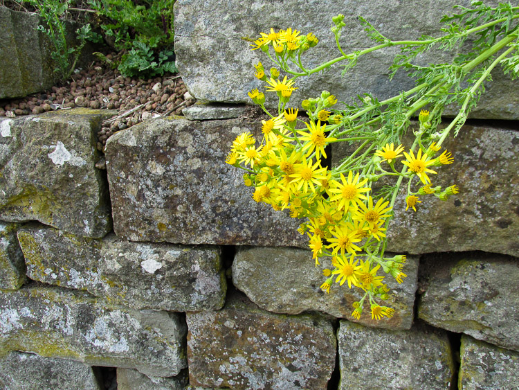 Redditch - Bordesley Abbey