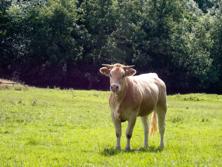 Kráva u Rievaulx Abbey