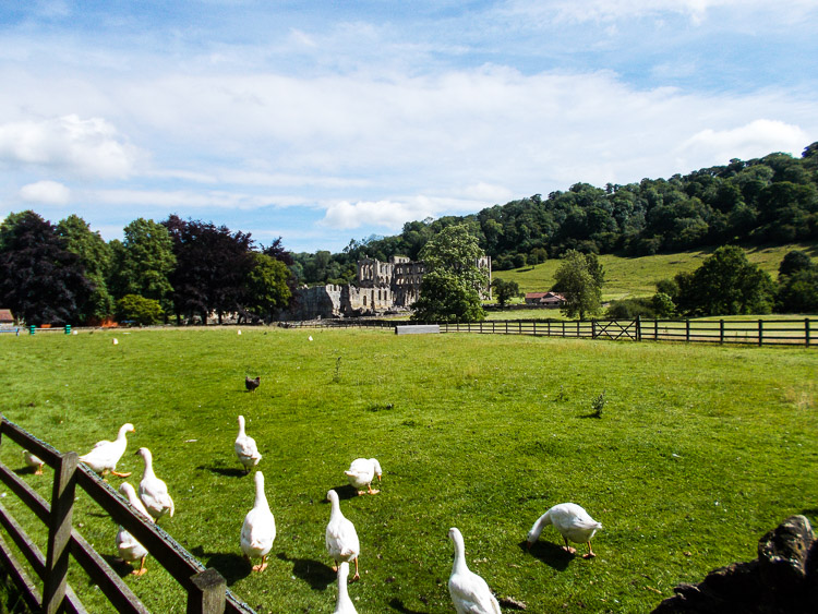 Rievaulx Abbey
