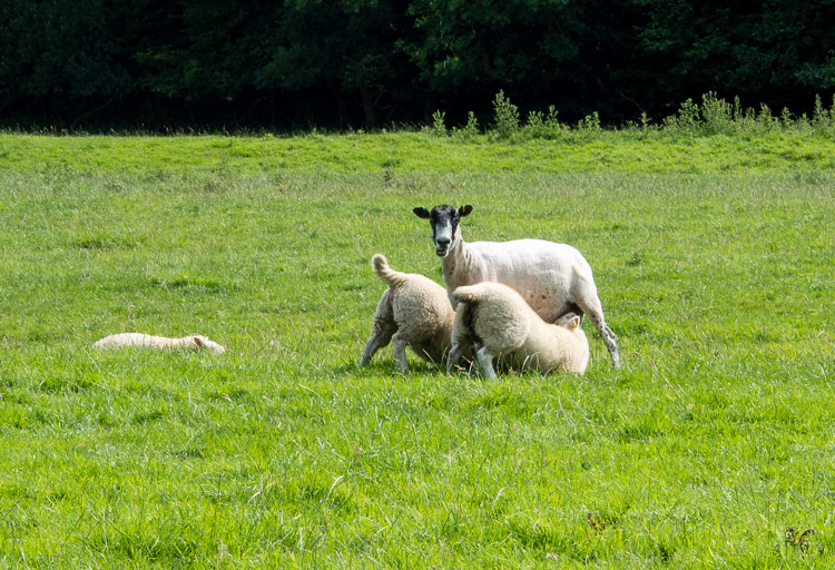 Ovečky u Rievaulx Abbey