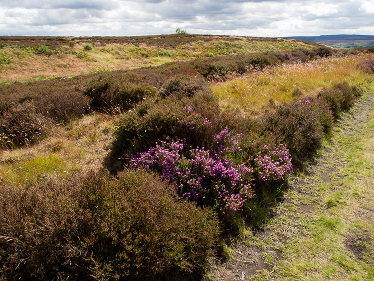 Ravenscar - Moor