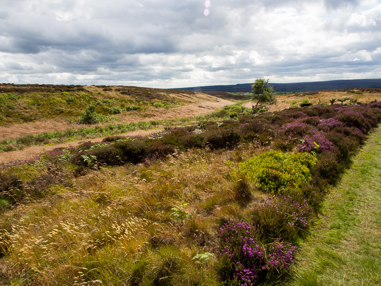 Ravenscar - Moor