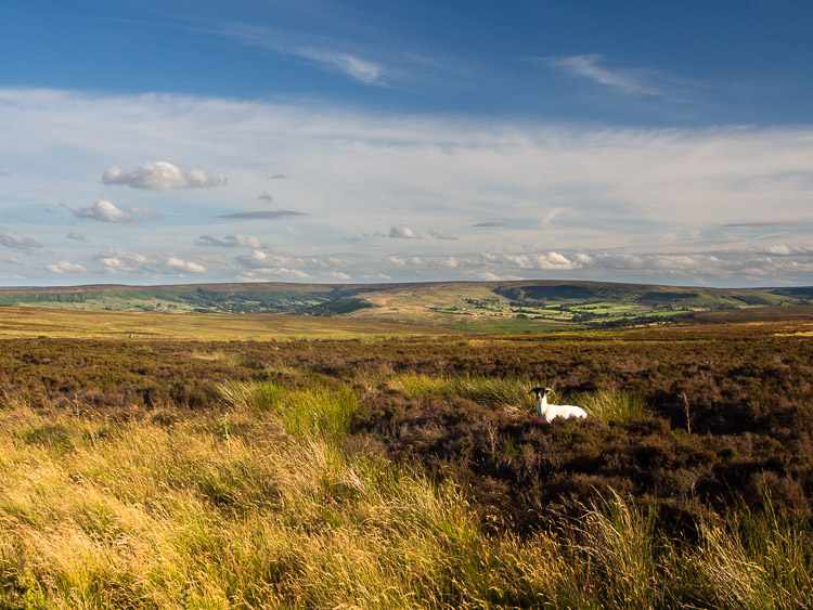 Moor (vřesoviště) u Castletonu