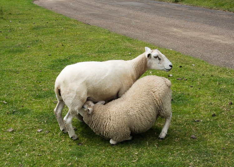 Yorkshire Sculpture Park